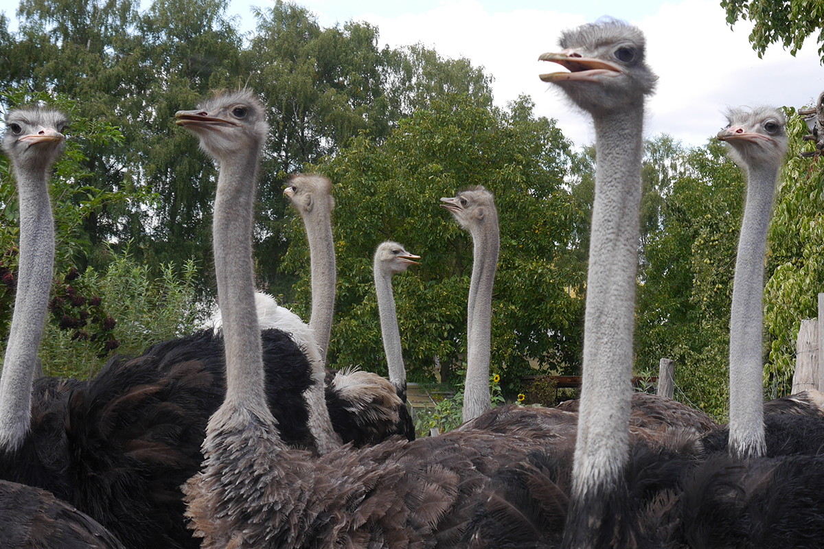 Den Vogel Strauß getroffen