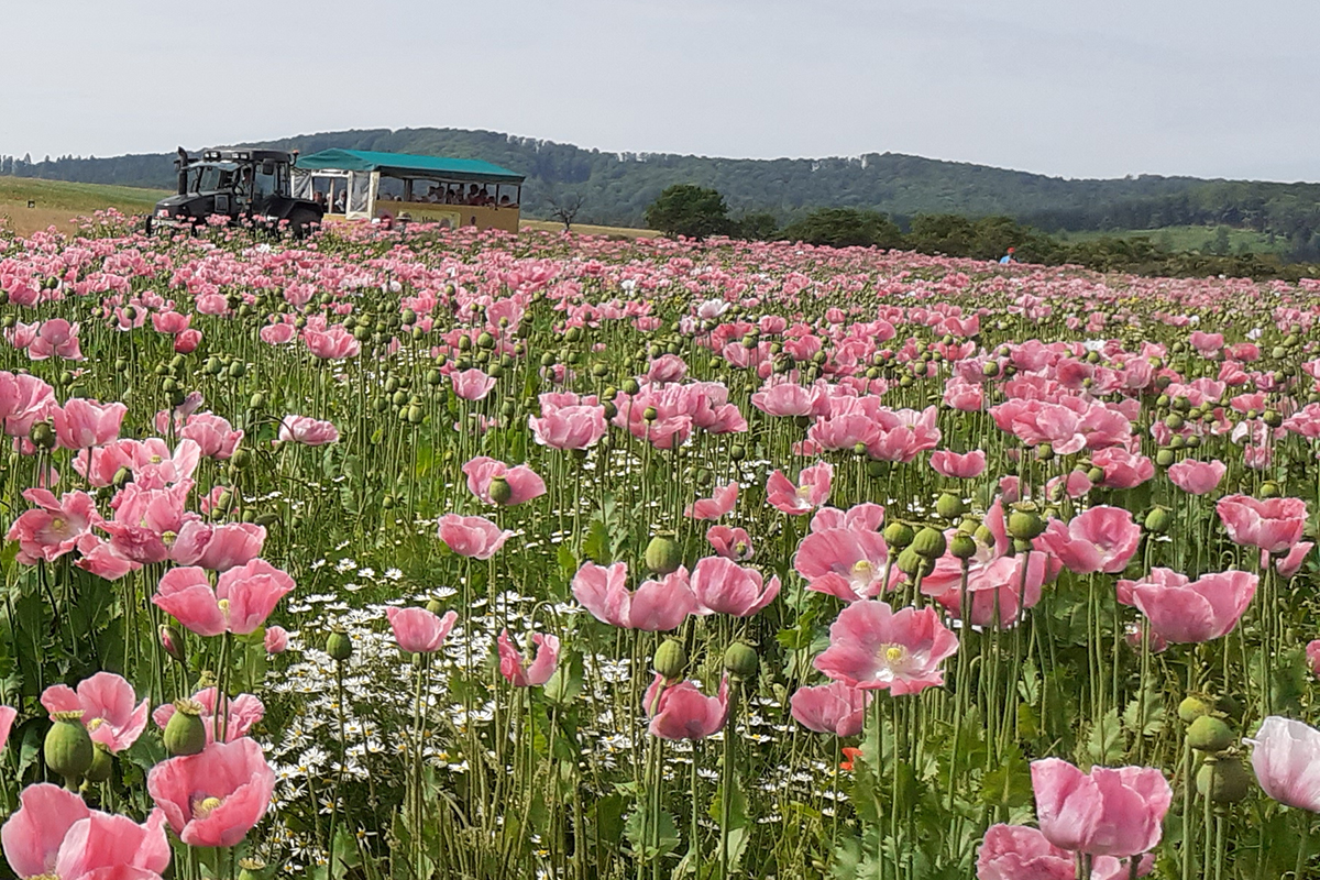 In einem Meer von Mohnblumen